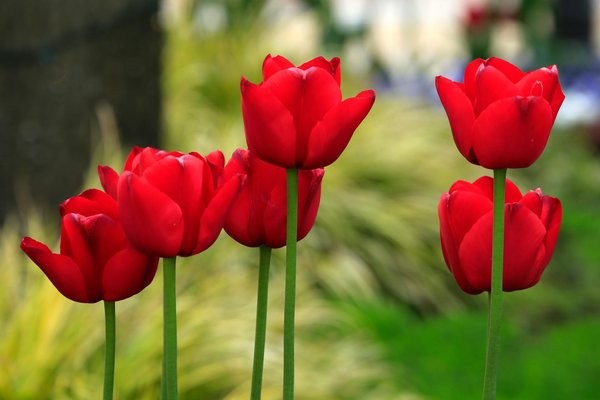 Piscines gonflables pour jardin : le guide